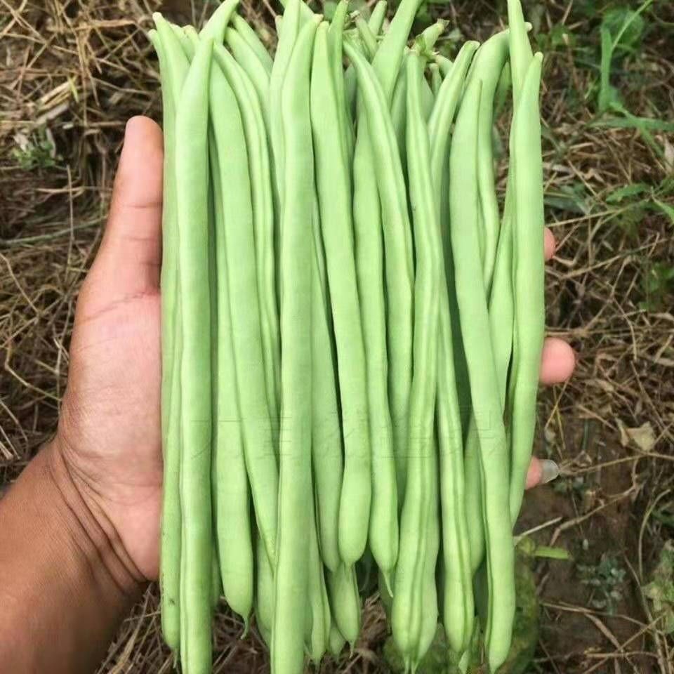 新鲜无筋豆新鲜绿色蔬菜豆角芸豆四季豆无茎豆现摘现发厨房炒菜