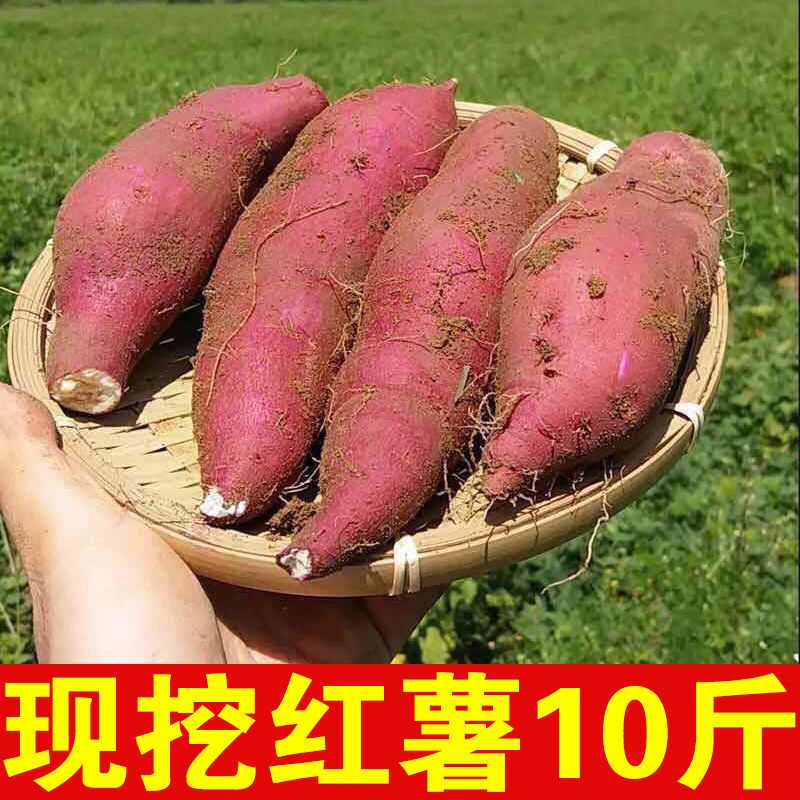 现挖新鲜白心板栗薯沙地红薯面甜糯四川农家番薯地瓜山芋10斤包邮