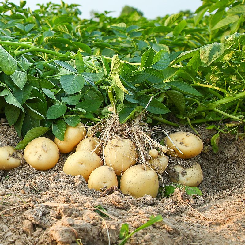 山东土豆新鲜土豆5斤10斤农家自种黄心大土豆马铃薯包邮
