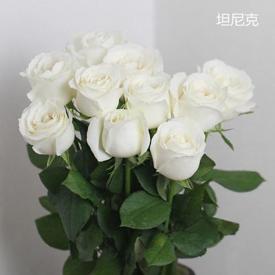 祝福白玫瑰花束鲜花速递张家口鲜花店承德涿州攀枝花表白送花生日