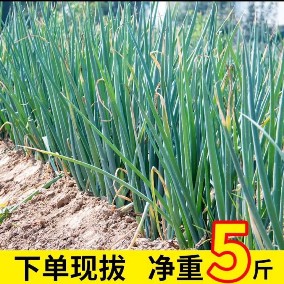 山东铁杆精品大葱5斤新鲜长葱蔬菜农产品煎饼卷葱去叶