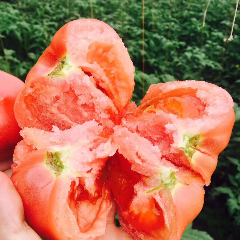 新疆沙瓤西红柿水果生吃自然熟普罗旺斯西红柿新鲜整箱5斤
