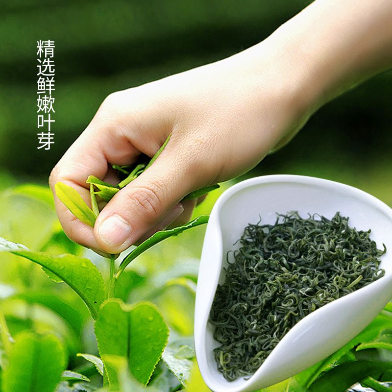飞龙绿茶茶叶毛尖散装一级2020年散装新茶特级嫩茶茶叶毛峰四川茶