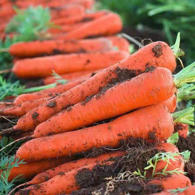 新鲜胡萝卜新鲜蔬菜水果红萝卜5/10斤现挖现发农家自种水果胡萝卜