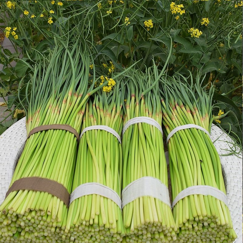 山东金乡新鲜蒜苔当季蔬菜农家自种蒜薹蒜毫青蒜苗批发5斤10斤