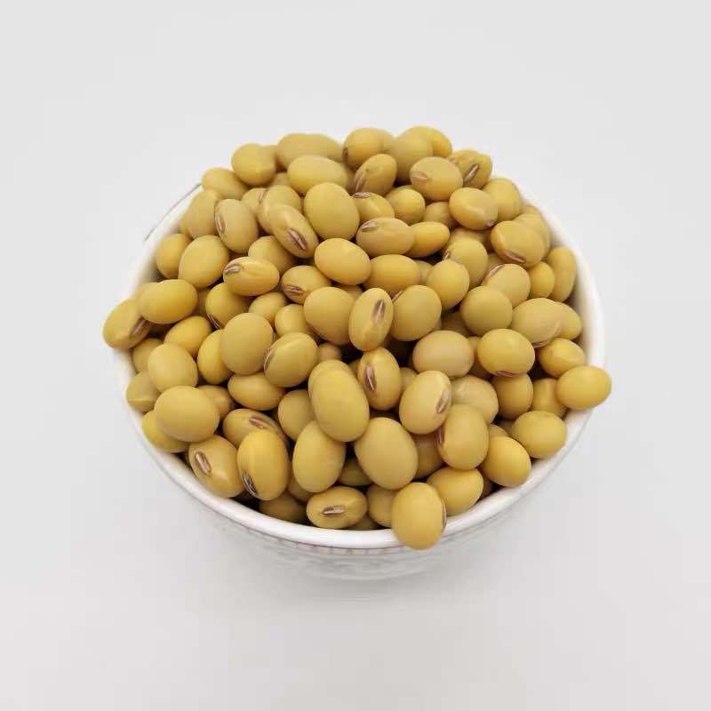 河北新黄豆黄豆子非转基因大豆豆浆黄豆可发豆芽可做豆腐一斤五斤