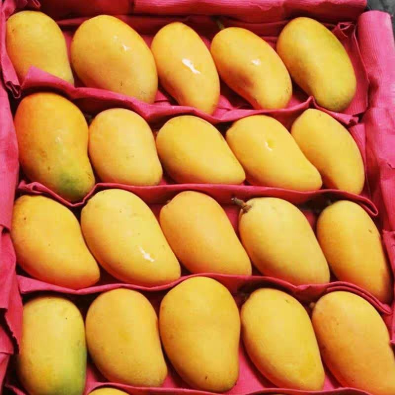 非海南台芒超甜新鲜水果3斤  【注意:我们的小台芒发货都是7-8成熟