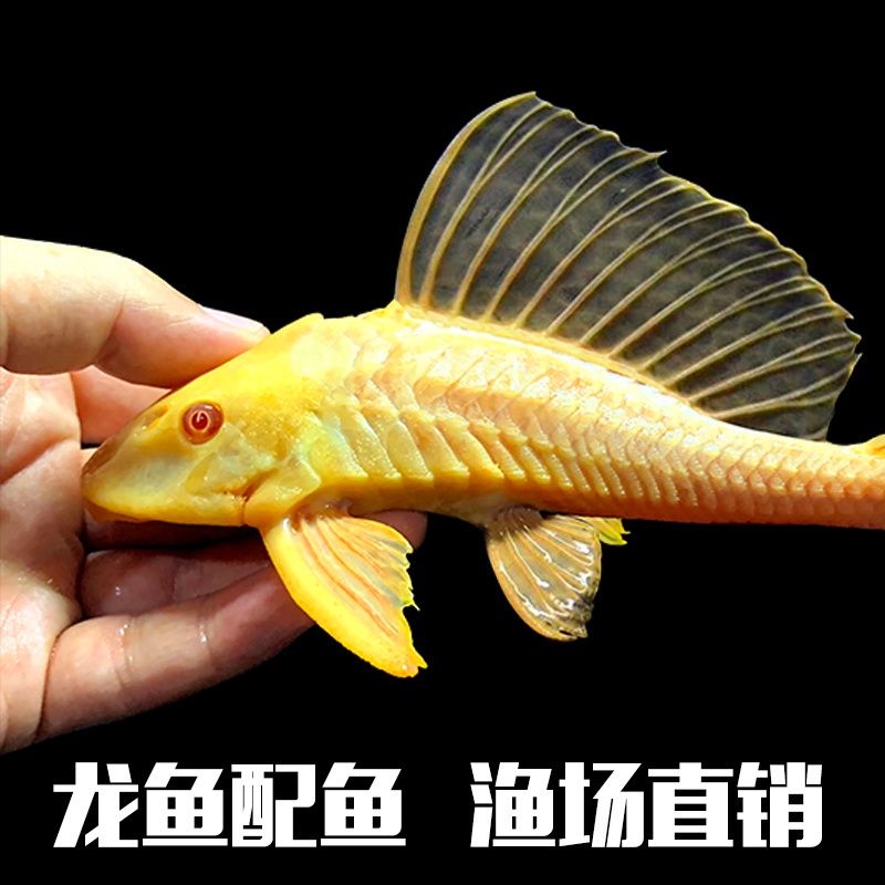 红眼女王大帆顺丰快递包邮黑清道夫女王清道胡子黄金大帆3月31日发完