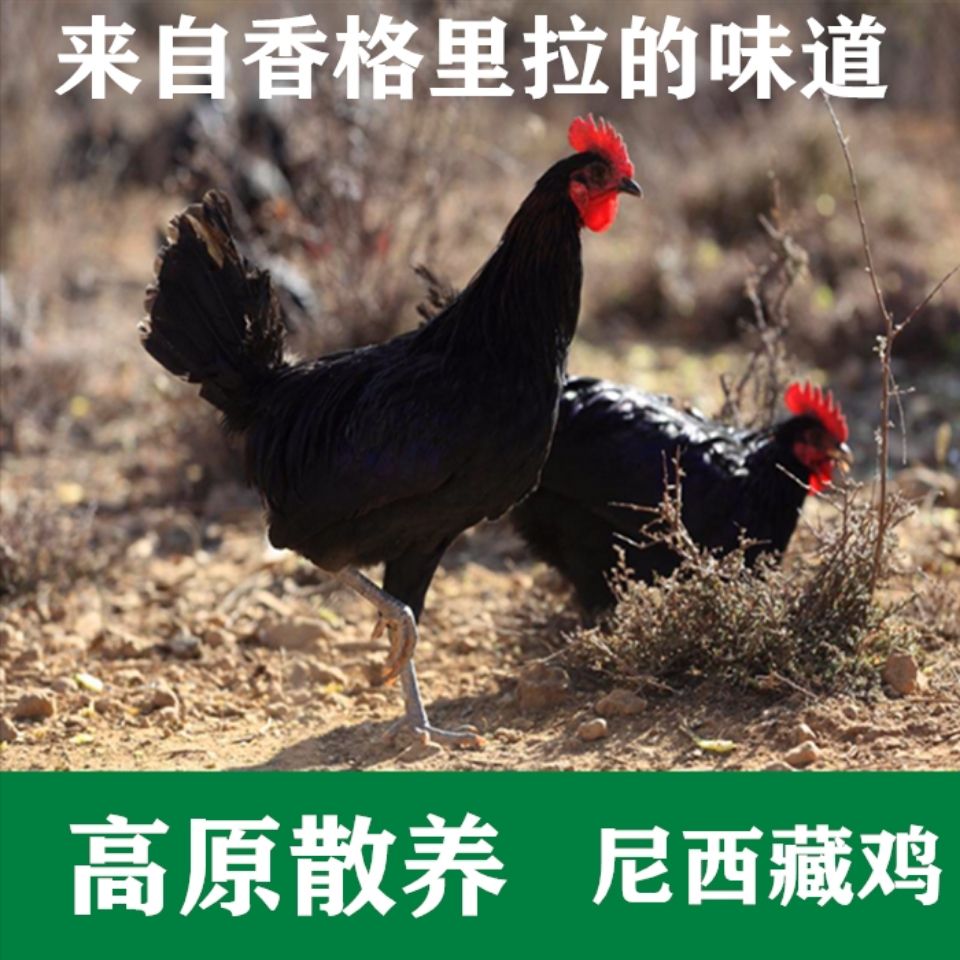 香格里拉藏鸡尼西放养土鸡母鸡25斤赠野生新鲜24cm新鲜松茸50g