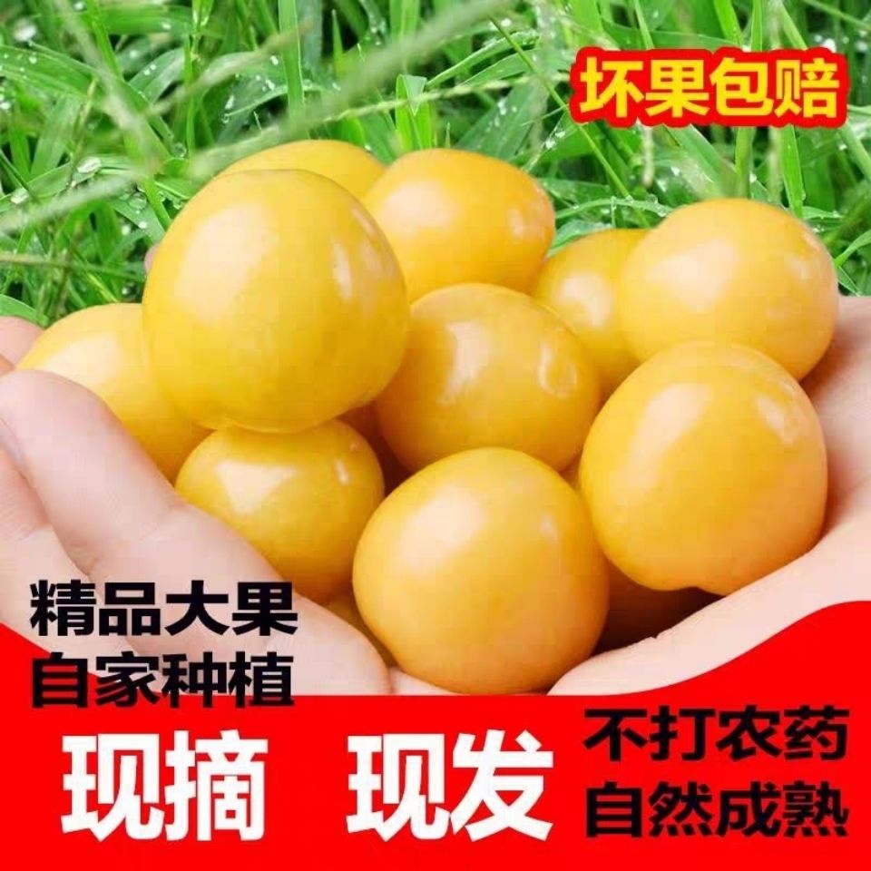 东北菇娘果应季新鲜水果当季黄姑娘果灯笼果特产整箱洋姑娘菇茑