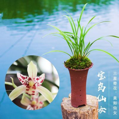 兰花直播间浓香春兰宝岛仙女兰花苗金边矮种兰花建兰盆栽室内绿植