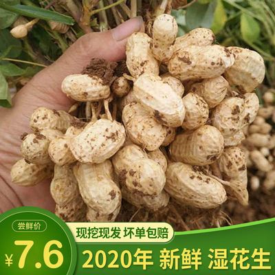 2020新鲜现挖带壳带泥新鲜湿花生农家自种红皮新鲜花生带壳生花生