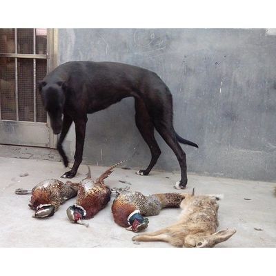 纯格力狗活体格力幼犬灵缇幼犬猎兔幼犬惠比特幼犬促销全活猎兔犬