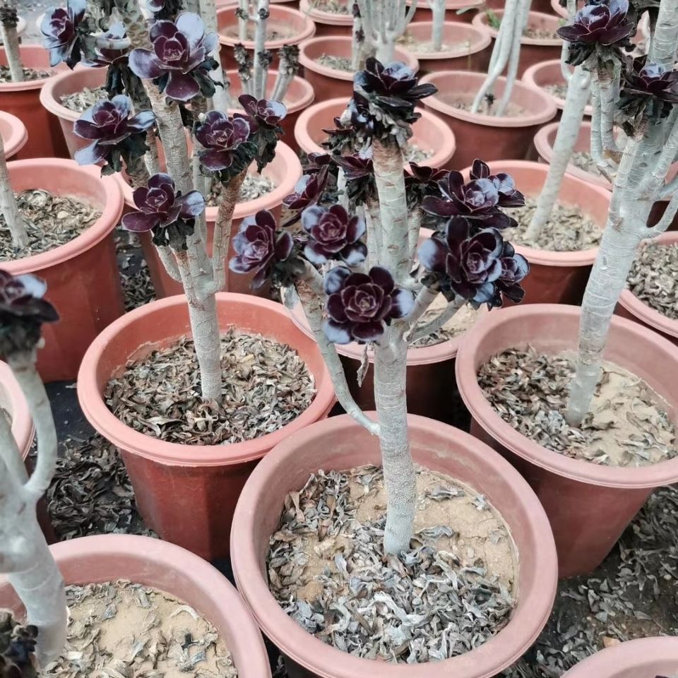 植物迷你丛林法师孔雀多头凤凰黑豆