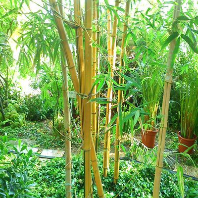 丹奕园艺竹子苗青竹苗紫竹苗金镶玉竹苗黄金竹苗庭院植物地栽耐寒