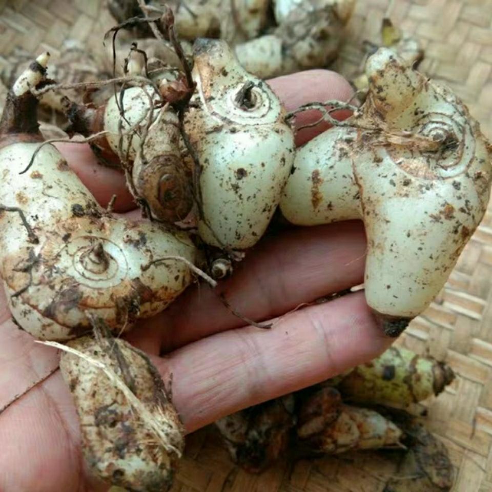 野生白芨贵州新鲜草药材白及野山小白鸡药用百级包邮拼团中