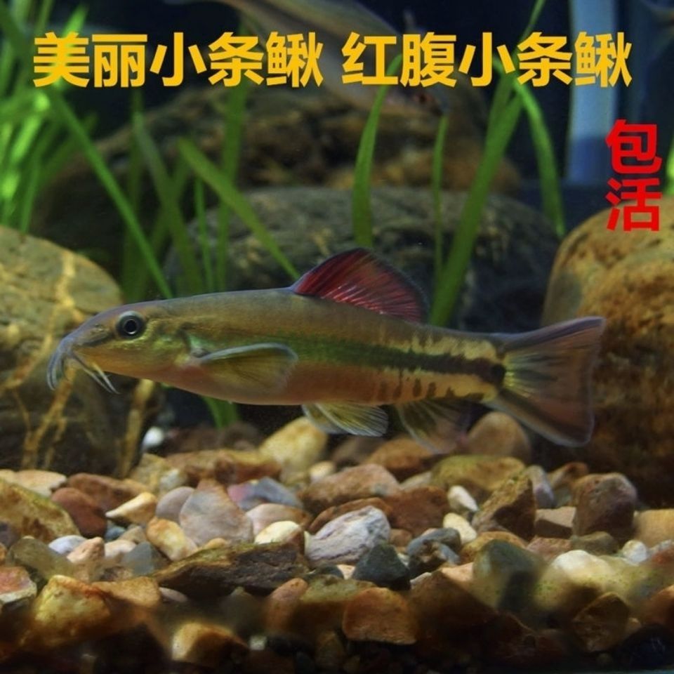 冷水清道夫红腹美丽小条鳅冷水鱼中国原生观赏鱼美丽工具鱼吃垃圾拼团