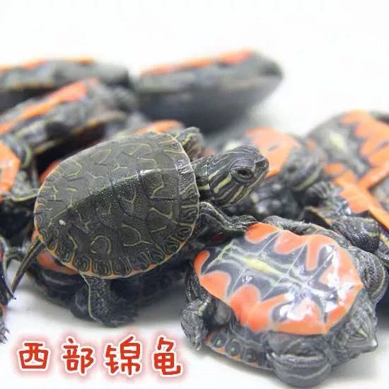 西锦龟活体深水龟宠物龟小乌龟活物观赏龟长寿招财龟西锦龟清洁龟-图5