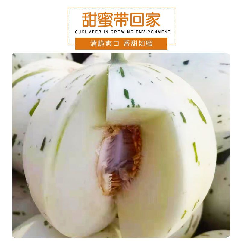 现摘蜜露甜瓜星甜香瓜甜瓜脆瓜超级甜非羊角蜜非博洋9非阎良瓜拼团中