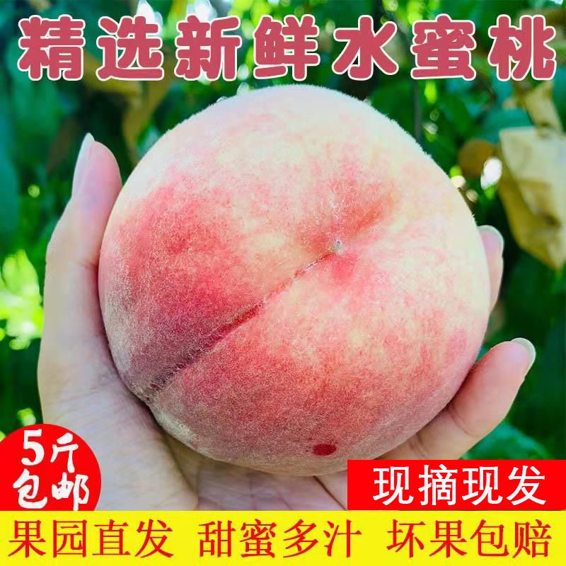【现摘现发】金秋红蜜桃水蜜桃脆桃金秋红原生态桃子冬桃毛桃批发