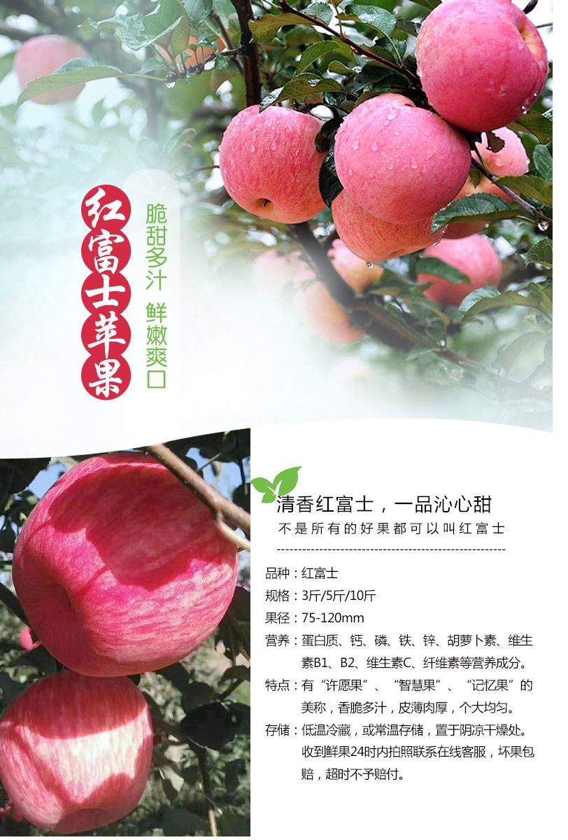 【3斤净重24.9】山东烟台红富士苹果3斤果园直发新鲜水果脆甜多汁(3斤6-8个)