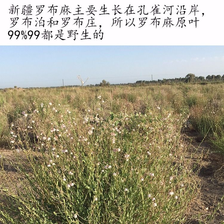 买1件发4罐野生罗布麻茶新疆罗布麻花茶400克正宗特级罗布麻茶叶