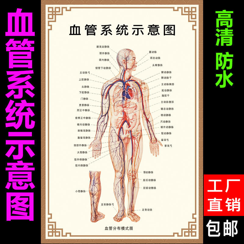 人体结构图医院门诊血管系统示意图人体内脏器官挂图内科宣传海报