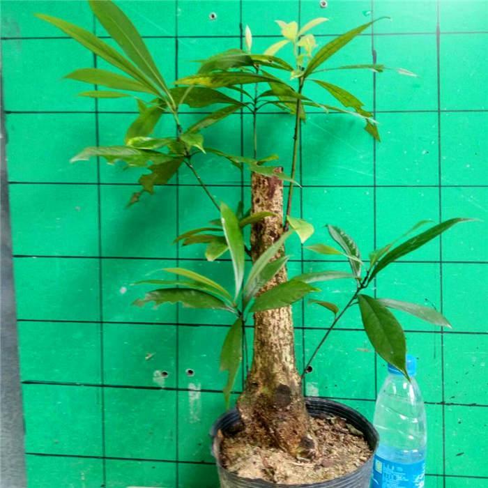绿植花卉净化室内吸甲醛金丝楠木盆景熟桩阳台盆栽植物下山桩