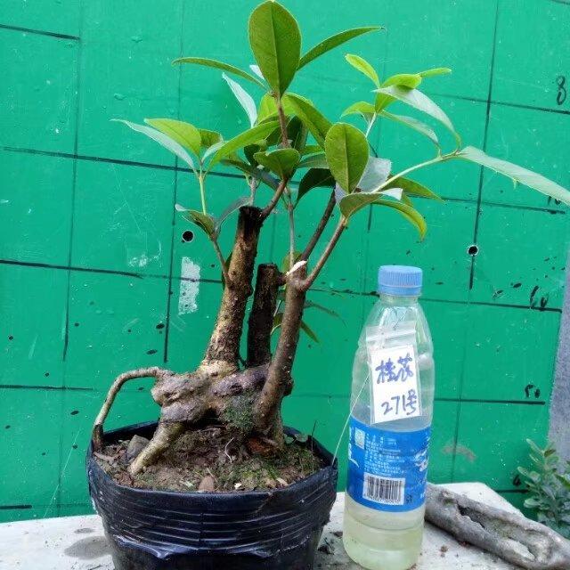 野生植物盆景金桂桂花下山桩树桩盆栽室内盆景八月桂花造型景岩桂