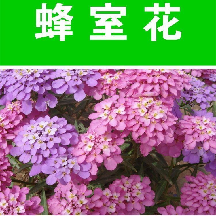 花卉种子百日草种子野花种子绿化工程草花种子易种四季播种