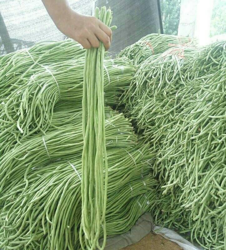 春秋庭院易种蔬菜豇豆干枝梅特长豆角种子中早熟长达1.2米特高产