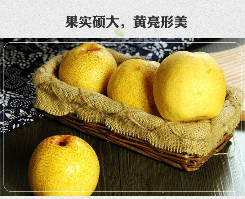 【东三省专供】安徽砀山酥梨5斤装(单果200g起)现摘水果新鲜梨子