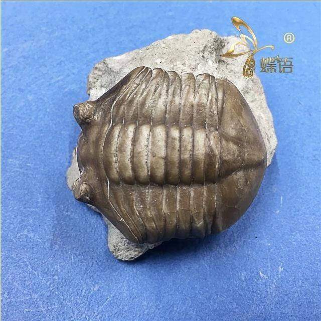 高評価の贈り物 骨格 標本 生きた 化石 カブトガニ 三葉虫