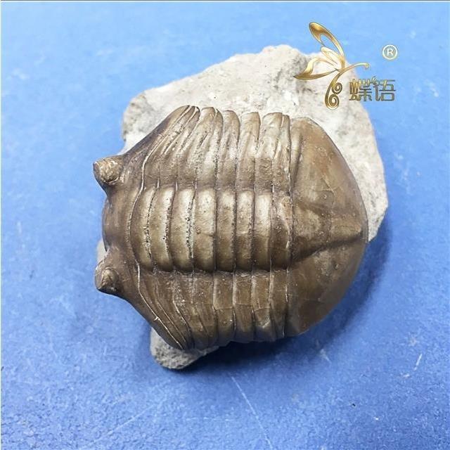 化石 骨格 標本 三葉虫 アサフス 美麗標本 | www.vp-concrete.com