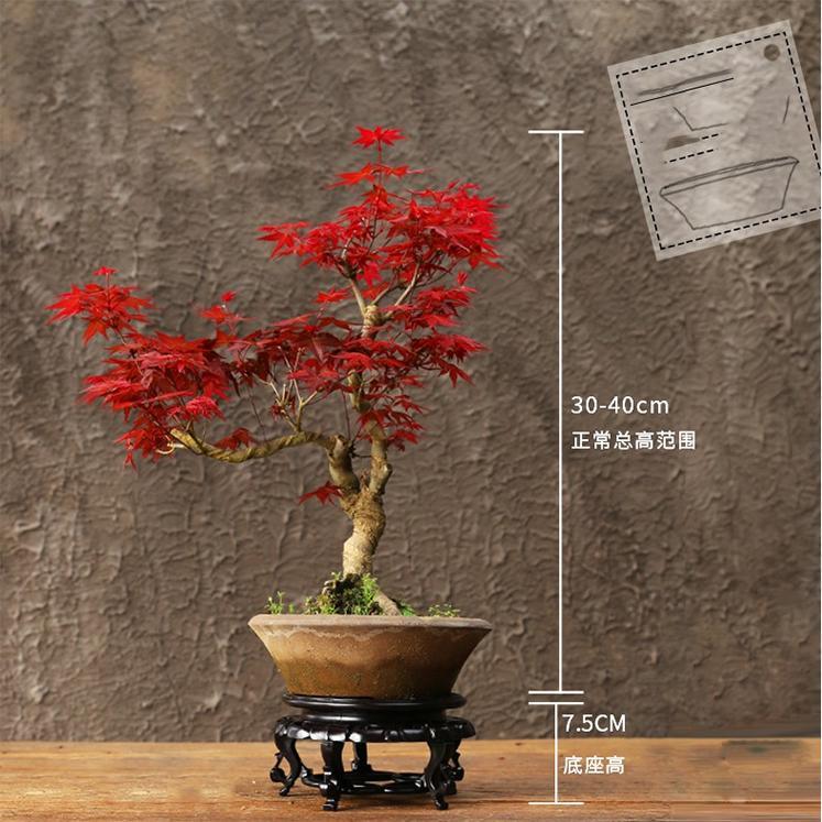 日本红枫盆景树桩实物 树苗中小型盆景 室内绿植盆栽