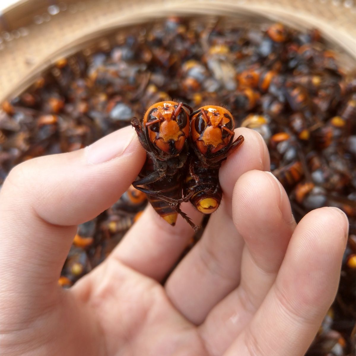 新鲜冰冻金环胡蜂地雷蜂大土蜂虎头蜂泡黄蜂酒用老蜂马蜂蜂蛹泡酒