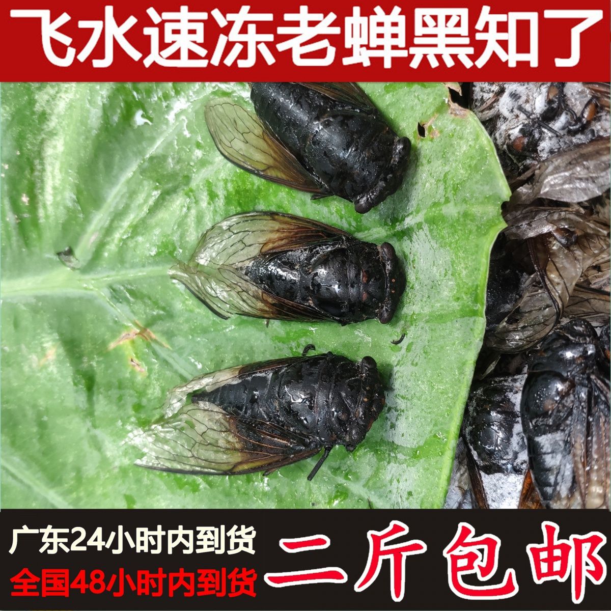 1斤2019年黑蝉老蝉成蝉黑知了新鲜速冻老知了猴节流姐广东满2包邮