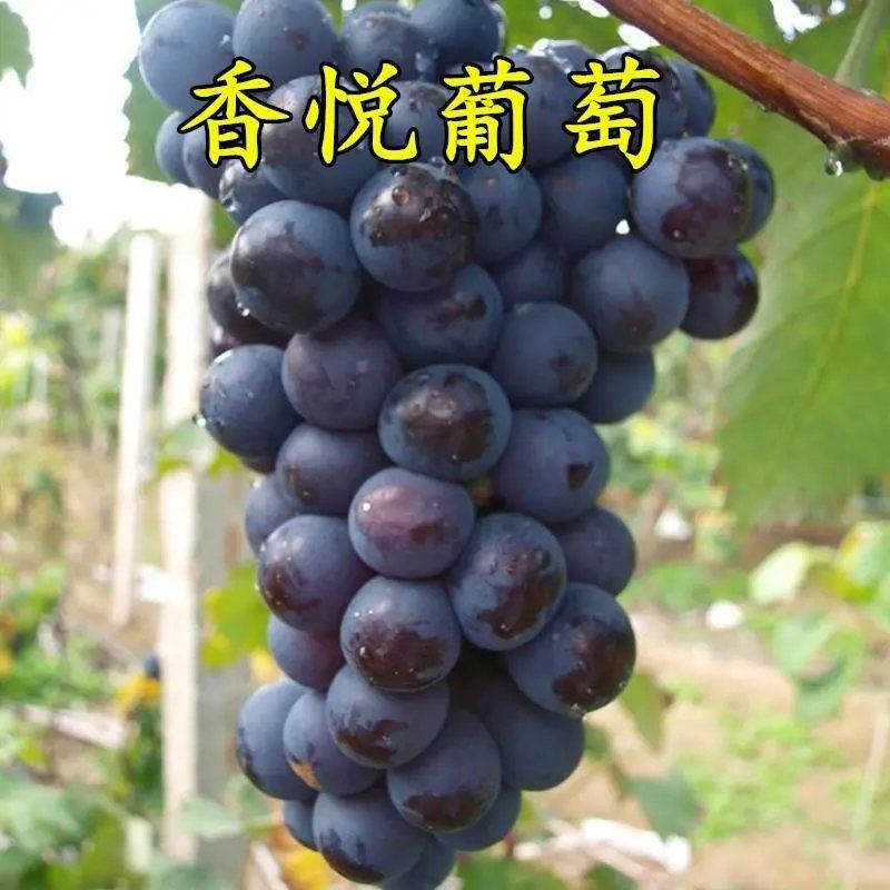山东平度大泽山香悦葡萄苗南北方种植果树苗盆栽地栽葡萄树苗