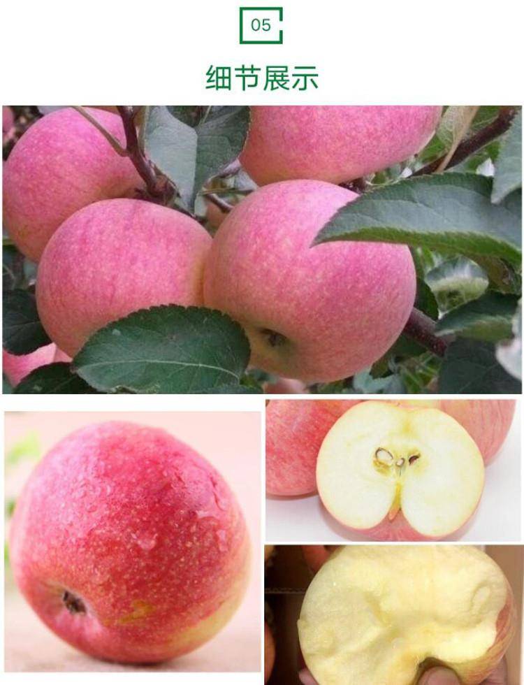 正宗东北国光苹果酸甜新鲜水果瓦房店苹果山东陕西苹果5斤