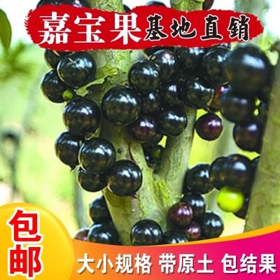 嘉宝果树苗树葡萄苗正宗台湾树葡萄四季南方北方种植当年结果包邮