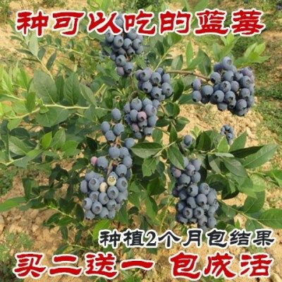 【买二送一】盆栽蓝莓苗当年结果树苗木阳台果树【食用蓝莓】