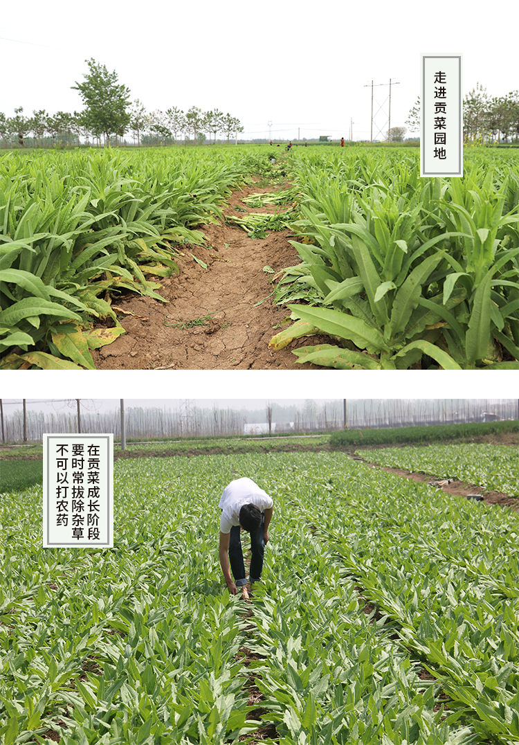 贡菜义门苔干干货响菜山蜇菜包邮新鲜脱水蔬菜农家土特产100-500g