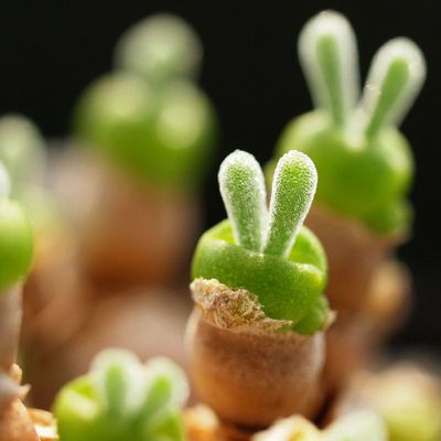 进口多肉植物种子小兔子碧光环种子多肉种子生石花种子花卉种子