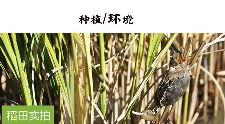 2019年新米正宗东北辽宁盘锦大米蟹田米圆粒10斤农家粳稻米