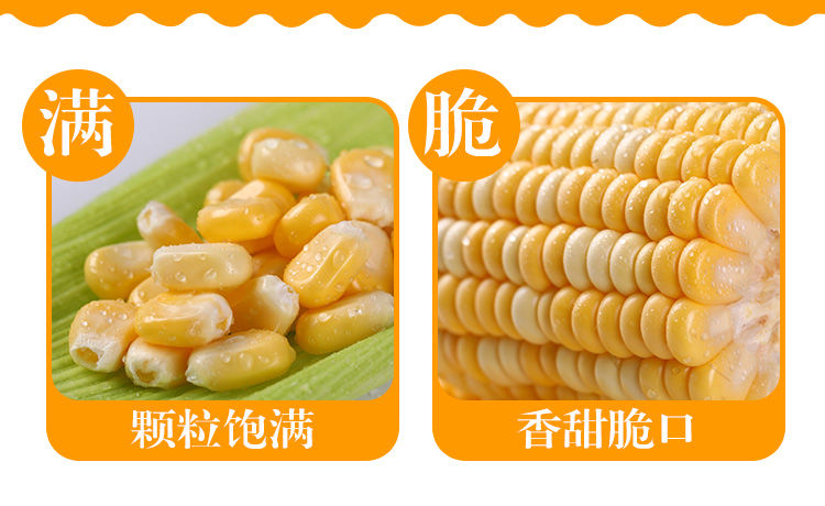 【5斤29.9】水果玉米现摘新鲜甜脆甜玉米棒甜脆爆浆嫩非糯玉米笨棒