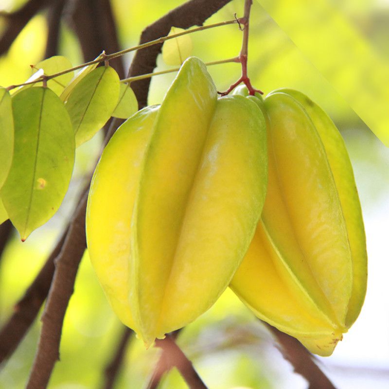 新品【送酸梅粉】现摘福建杨桃 5斤/3斤 /4个单果120g起新鲜应季