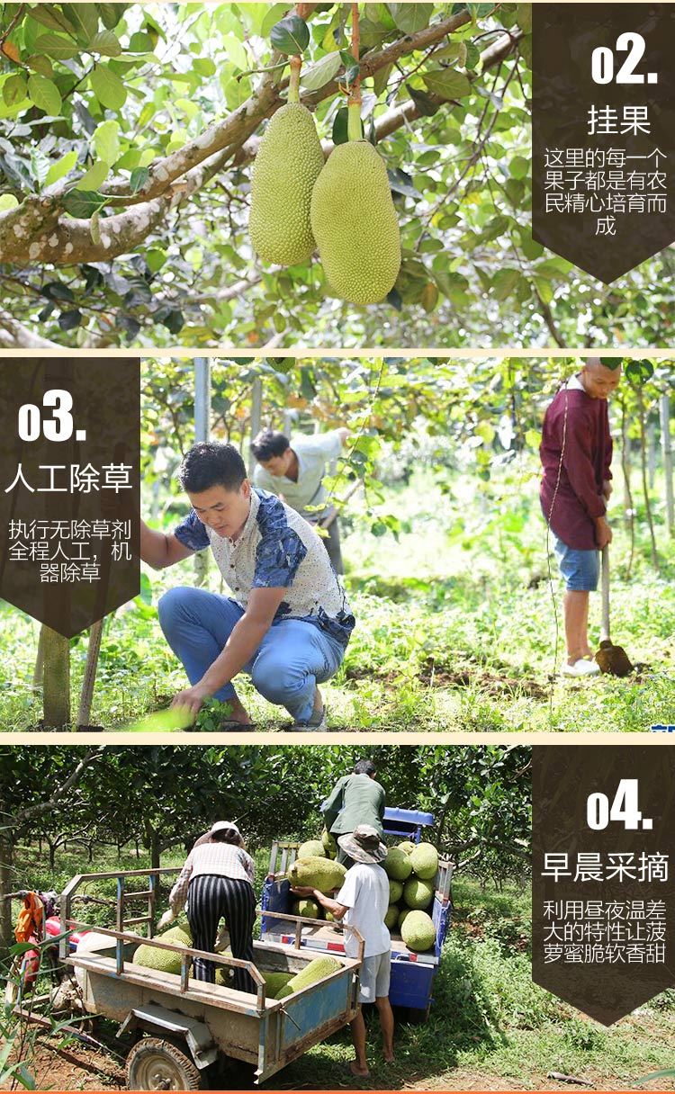 超香甜【8-28斤】菠萝蜜新鲜大树木菠萝海南应当季热带水果