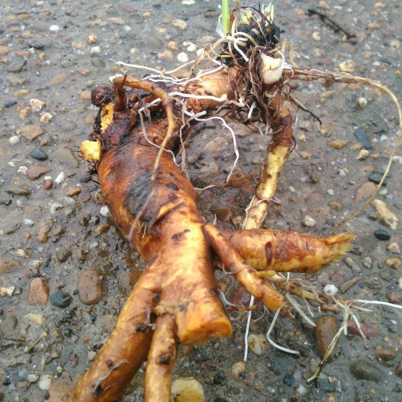 野生药材新鲜羊蹄草 羊蹄根 土大黄 羊蹄根 500克 包邮