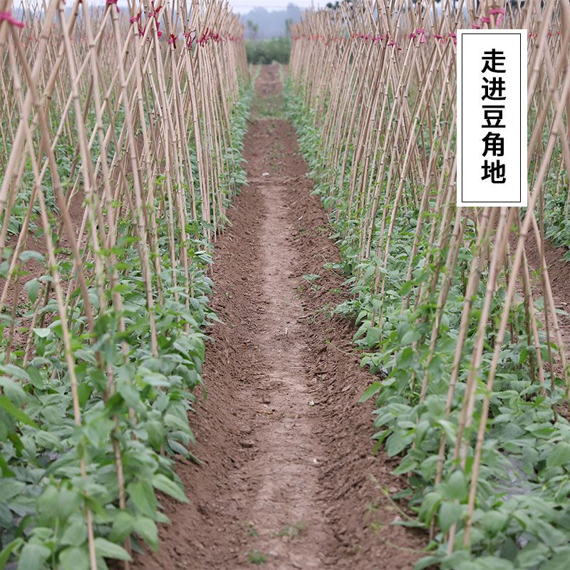 怎么晒干豆角丝 803cbf11b64facc9d9339013d19e0b04.jpeg