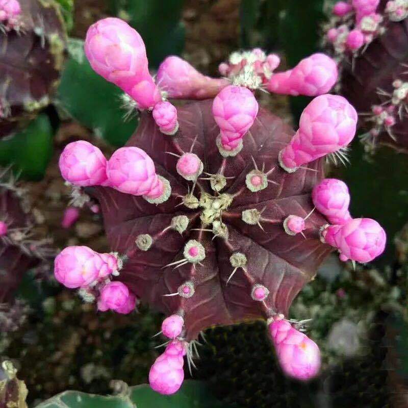 紫牡丹開花仙人球多肉植物帶柱子室內陽臺盆栽花卉吸甲醛多肉盆栽